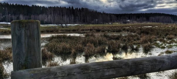The Marschta Marsh